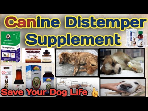कैनाइन डिस्टेंपर सप्लीमेंट्स || कैनाइन डिस्टेंपर का इलाज हिंदी में || कुत्तों में कैनाइन डिस्टेंपर