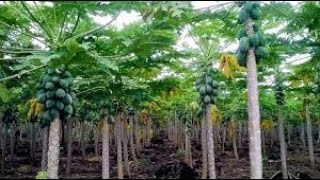Pourquoi cultiver le papayer