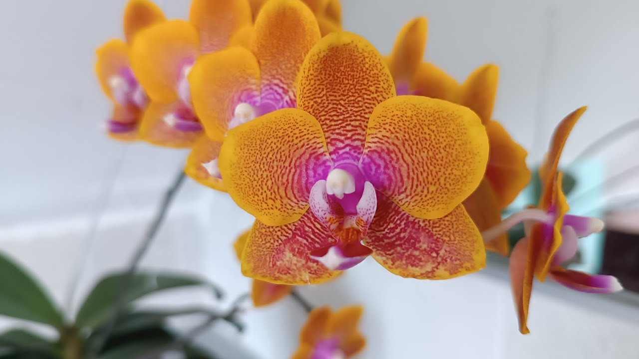 Обзор цветения орхидей в марте 2026 г. 