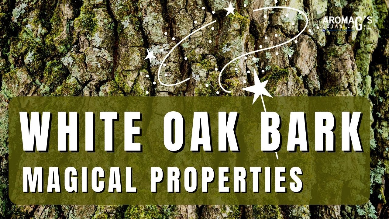 white oak bark