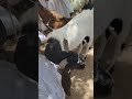بہت خوبصورت اور اسٹائلیش بکرا very Beautiful goat #trendingshorts #shortviews #mewashimandi