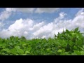 黒千石大豆（北海道北竜町）の播種から収穫まで（2010年）