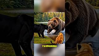 Kara Panterin Aslana Duyduğu Aşk