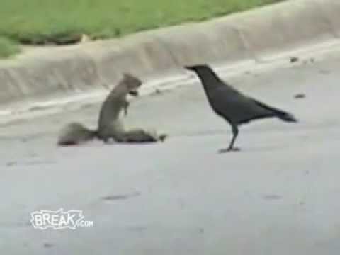 Ardilla vs cuervos para protejer a su amigo muerto