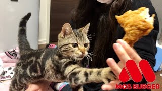妹のモスバーガー中に我慢できず乱入してしまった猫ｗ