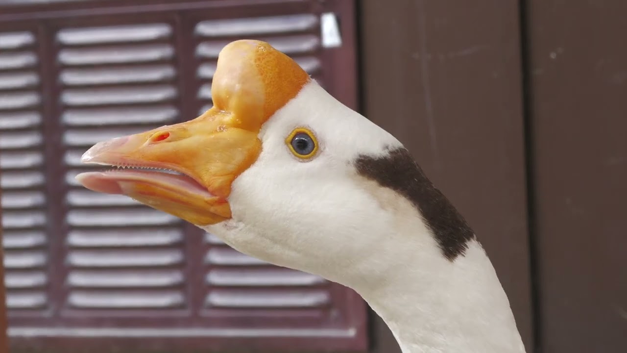 ガチョウ の『がっちゃん』 (王子動物園) 2021年10月14日 - YouTube