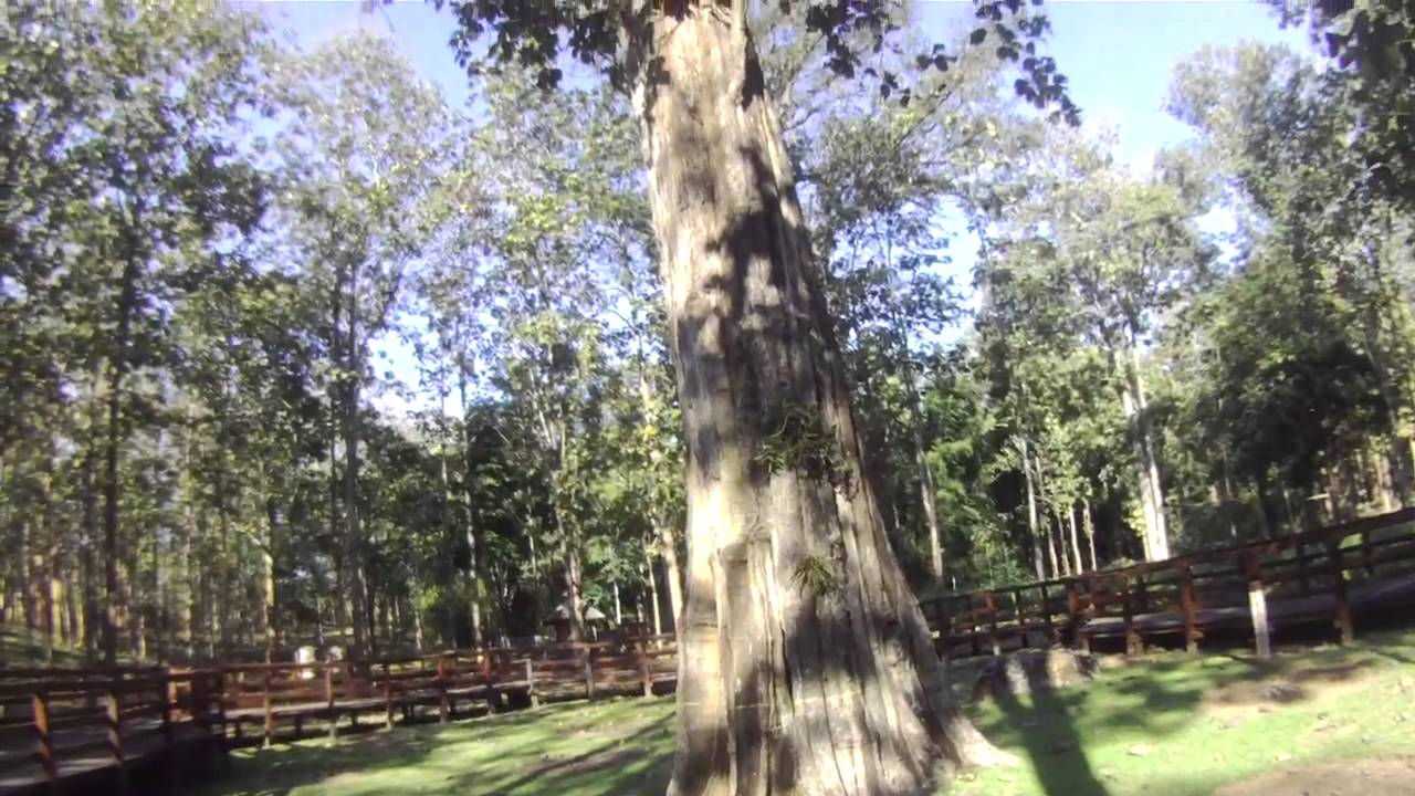 Largest Teak Tree in the world at Ton Sak Yai National Park YouTube