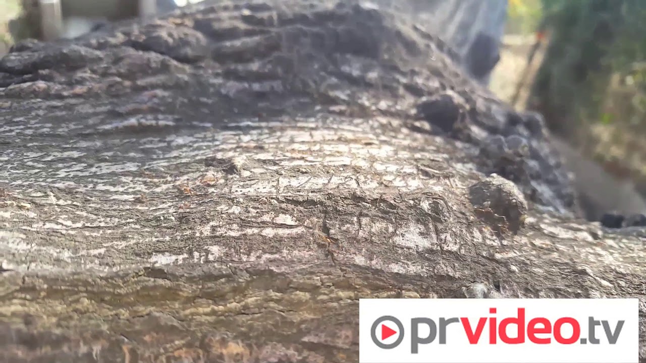 Deadly Malibu Ant Wars by PRVideo.tv
