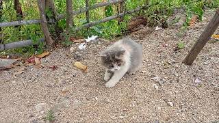 A Playful Encounter: A Cat and a Mini Lamborghini in the Backyard. Mollie