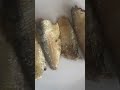 Canned sardines in veg oil 125 gram, litho can, ready-to-eat food, from Zhangzhou Songhuaxing foods