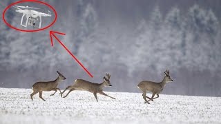 Охота с квадрокоптера.  Охота с воздуха на косулю.(В этом видео показано как можно увидеть и определить местоположение дичи, например такой как: лиса, заяц,..., 2017-01-12T12:46:15.000Z)