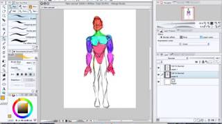 Male Anatomy practice | Ms. Pastel Goddess