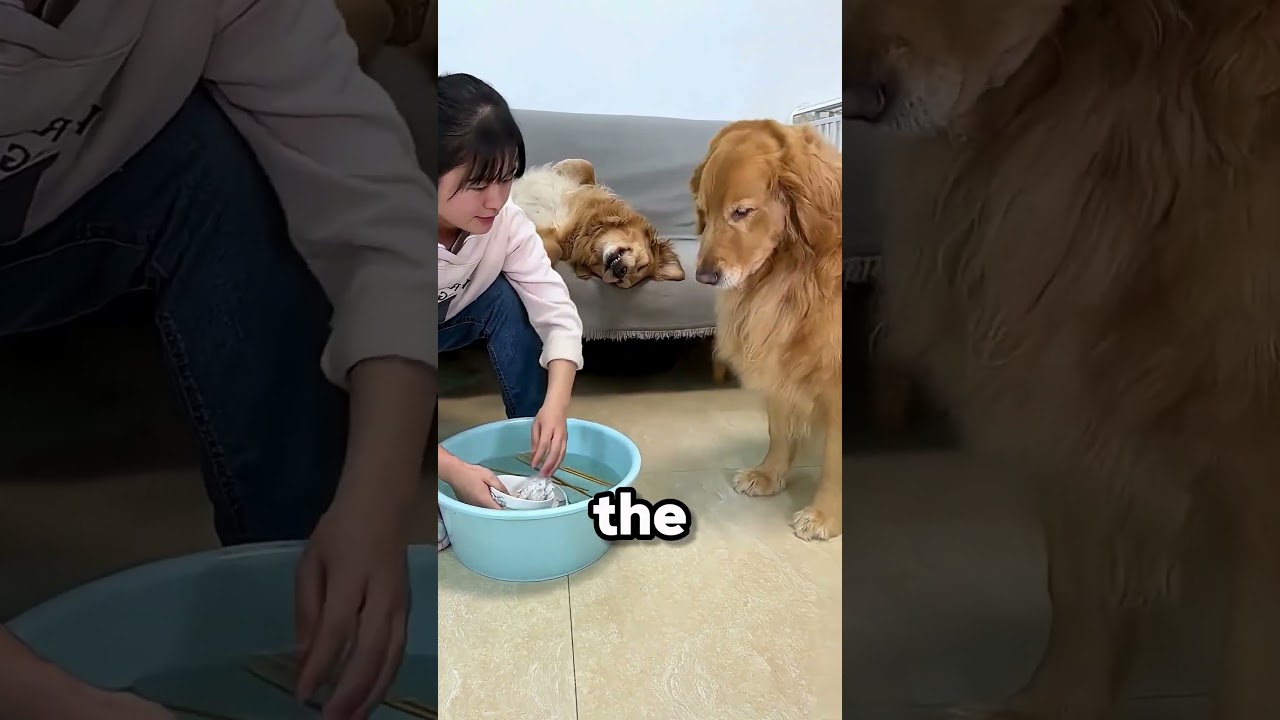 Когда твоя собака умнее тебя 🐕