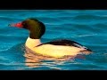 Большой крохаль (утка) - Common merganser