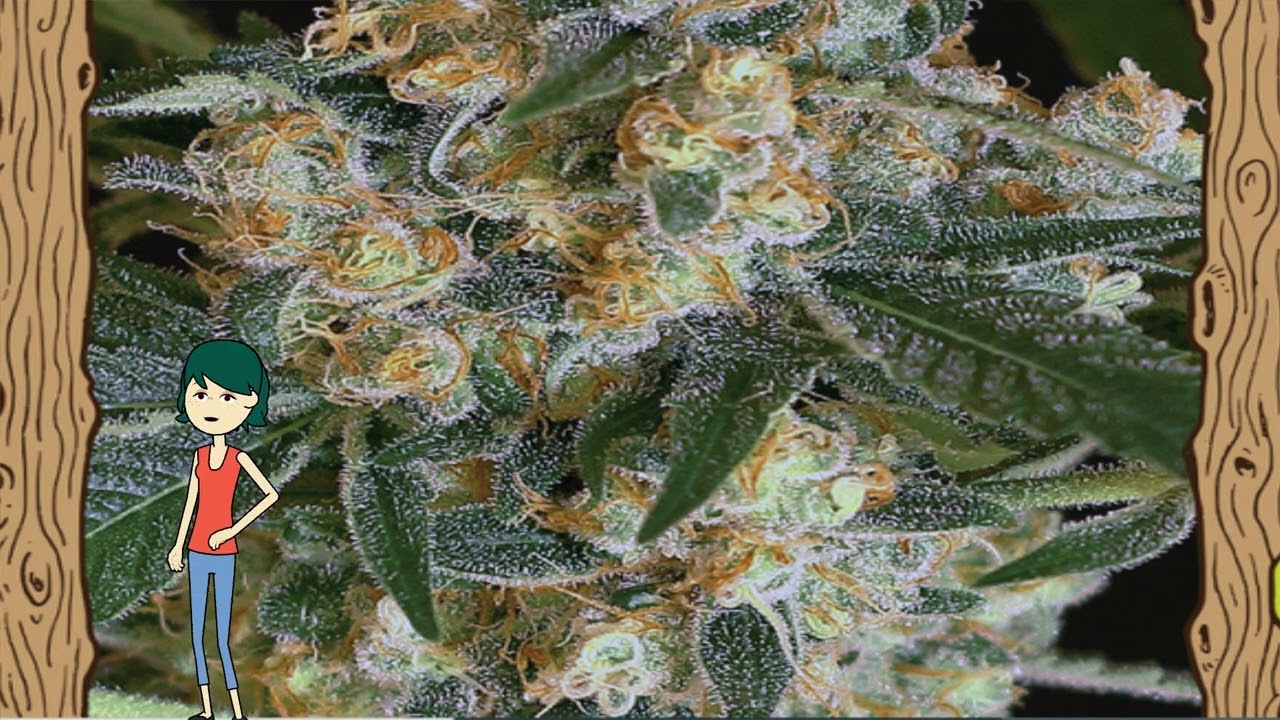 Lemon Candy – Exotic Seed