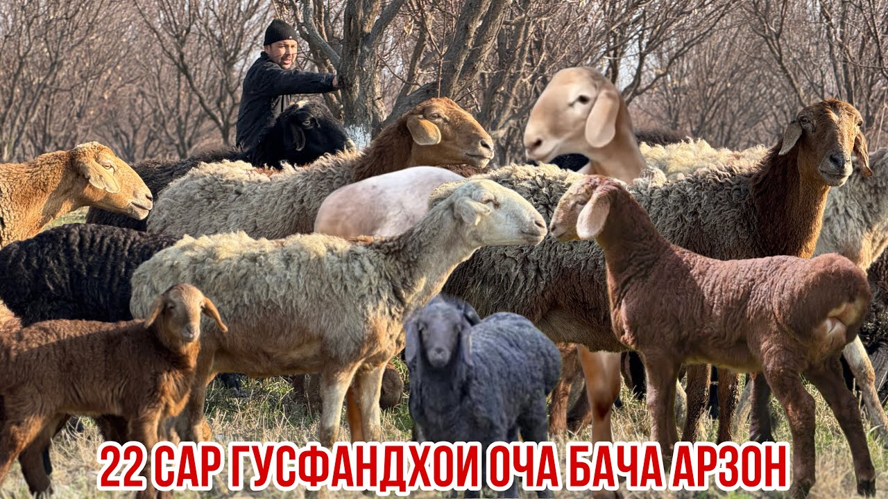 Сойлуқҳои Ҳисори Масчоҳ гибрид 22 сар оча бача арзон 24 февраля 2026 г.