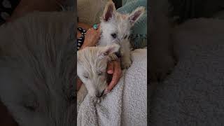 Scottish Terrier Puppies are secretly meek loving cuddlebugs
