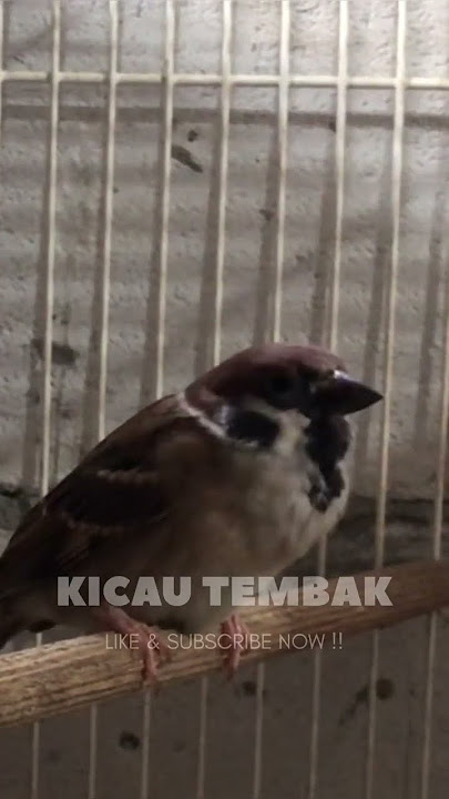 Suara Burung Gereja Tarung Nyrecet Ampuh Buat Masteran Burung Macet Bunyi #shorts