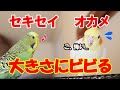 【セキセイインコ】大きなセキセイインコと野生のセキセイインコの話です