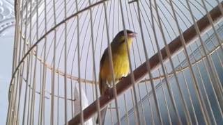 Burung moken mozambikenari