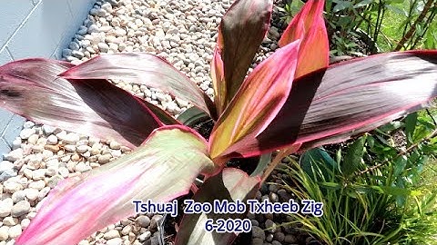 Tshuaj Zoo Mob Plab Txheeb Zig 6 2020