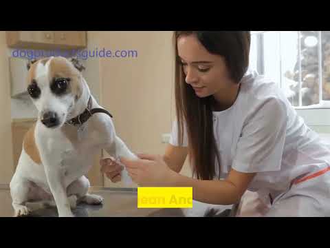 So reinigen Sie eine Wunde eines Hund [3 einfache Methoden]