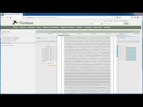 Xenbase JBrowse tutorial: extracting sub-features (CDS, UTR, intron...) from a gene sequence