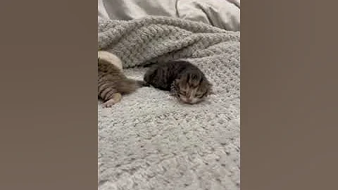 Watch the video about Kittens, one week old half Bengal half tabby mix 🥰