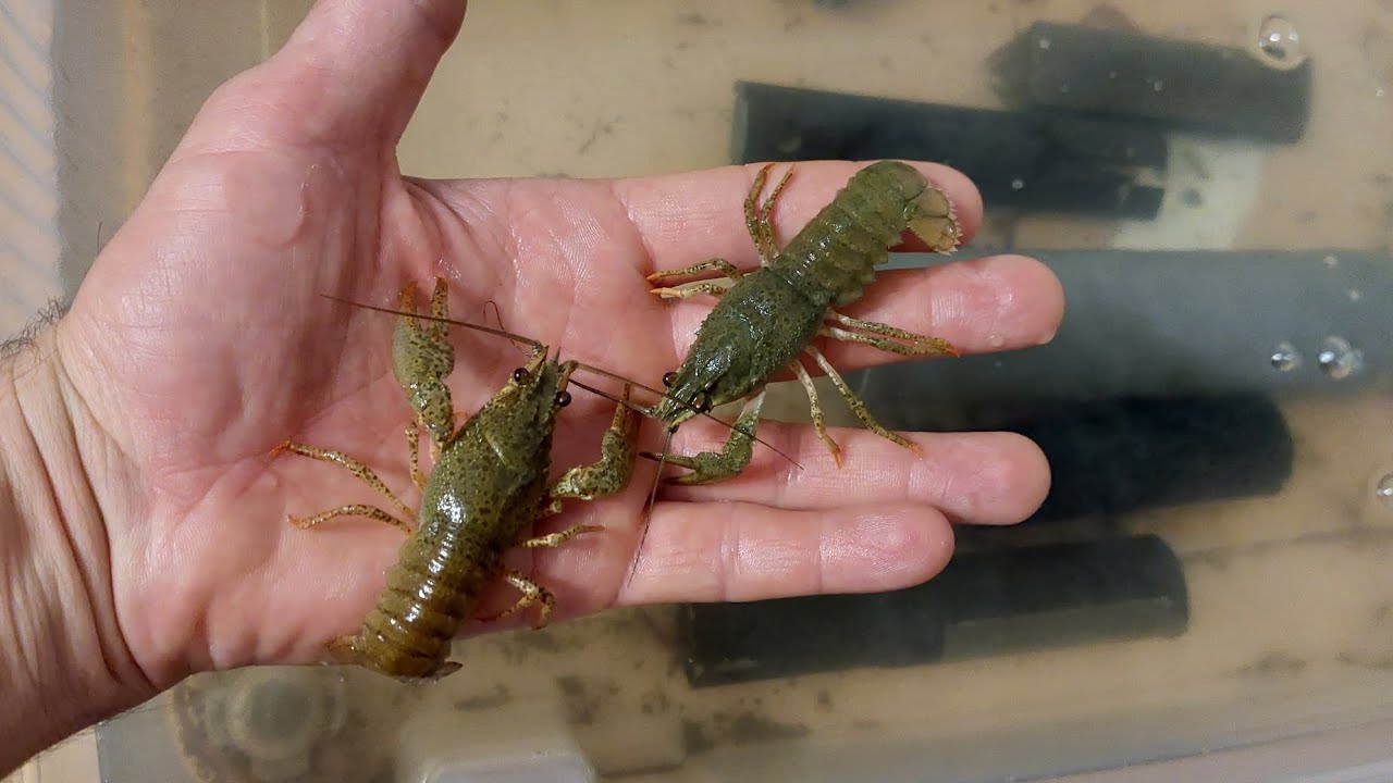 Эксперимент по выращиванию рака дома