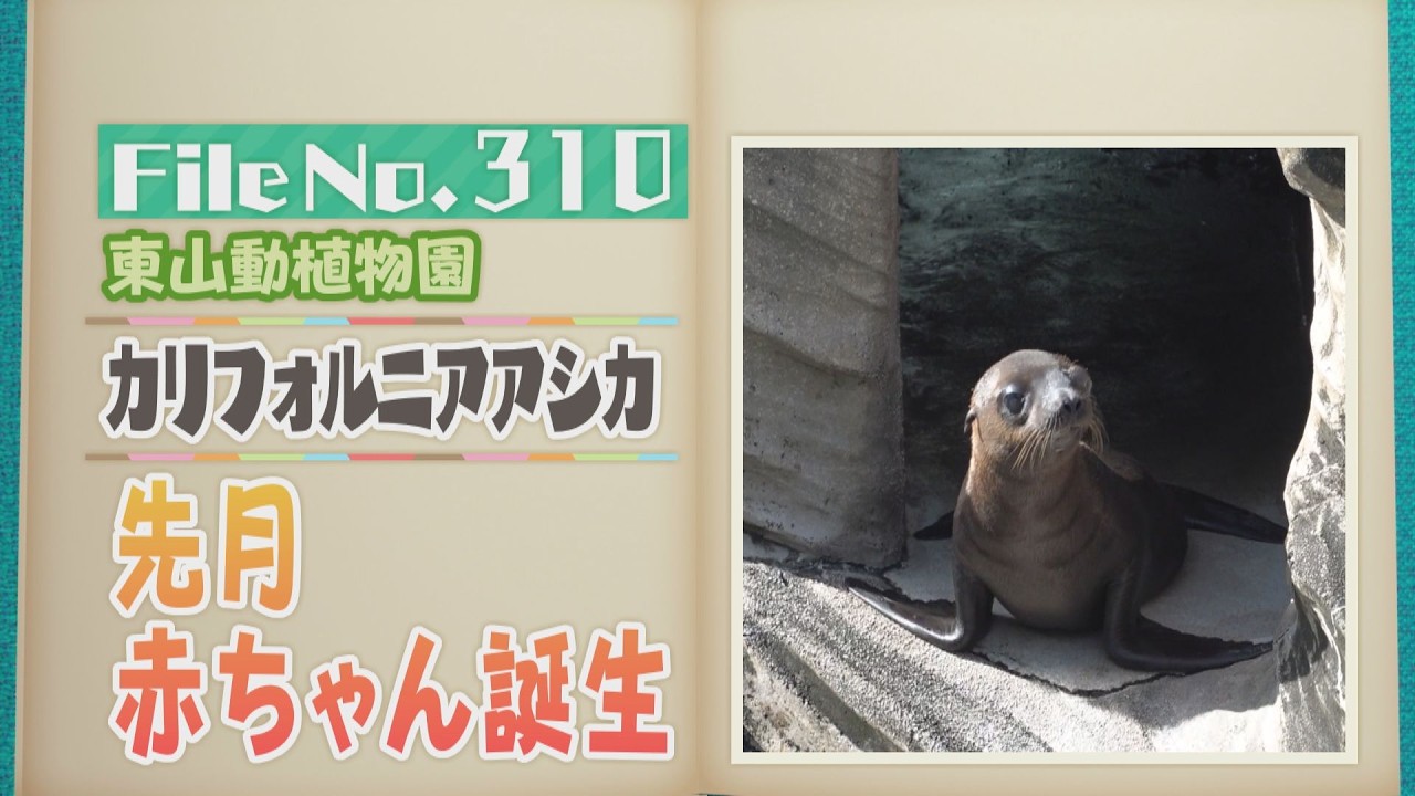 カリフォルニアアシカの赤ちゃん誕生！今しか見られない鳴き声と親子の