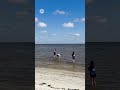 Critically endangered turtle released in South MS