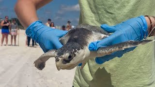 Critically endangered turtle released in South MS