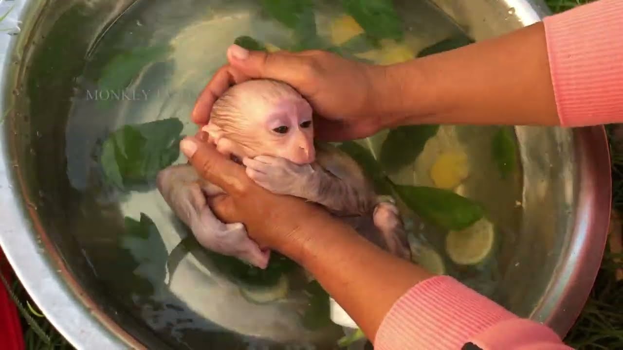 Baby Monkey Healthy Bath, Mom Gently Cleaning For Tiny Newborn Monkey Jason Comfortable In Morning