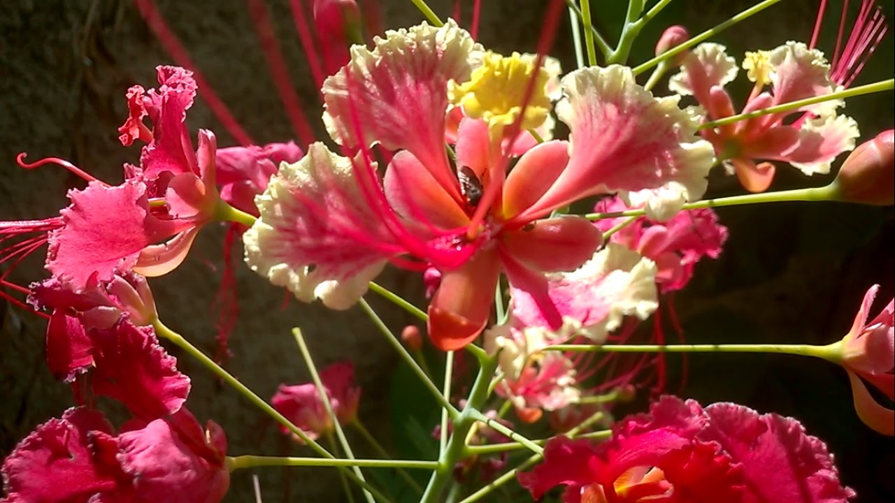 18 plantas para abelhas indígenas