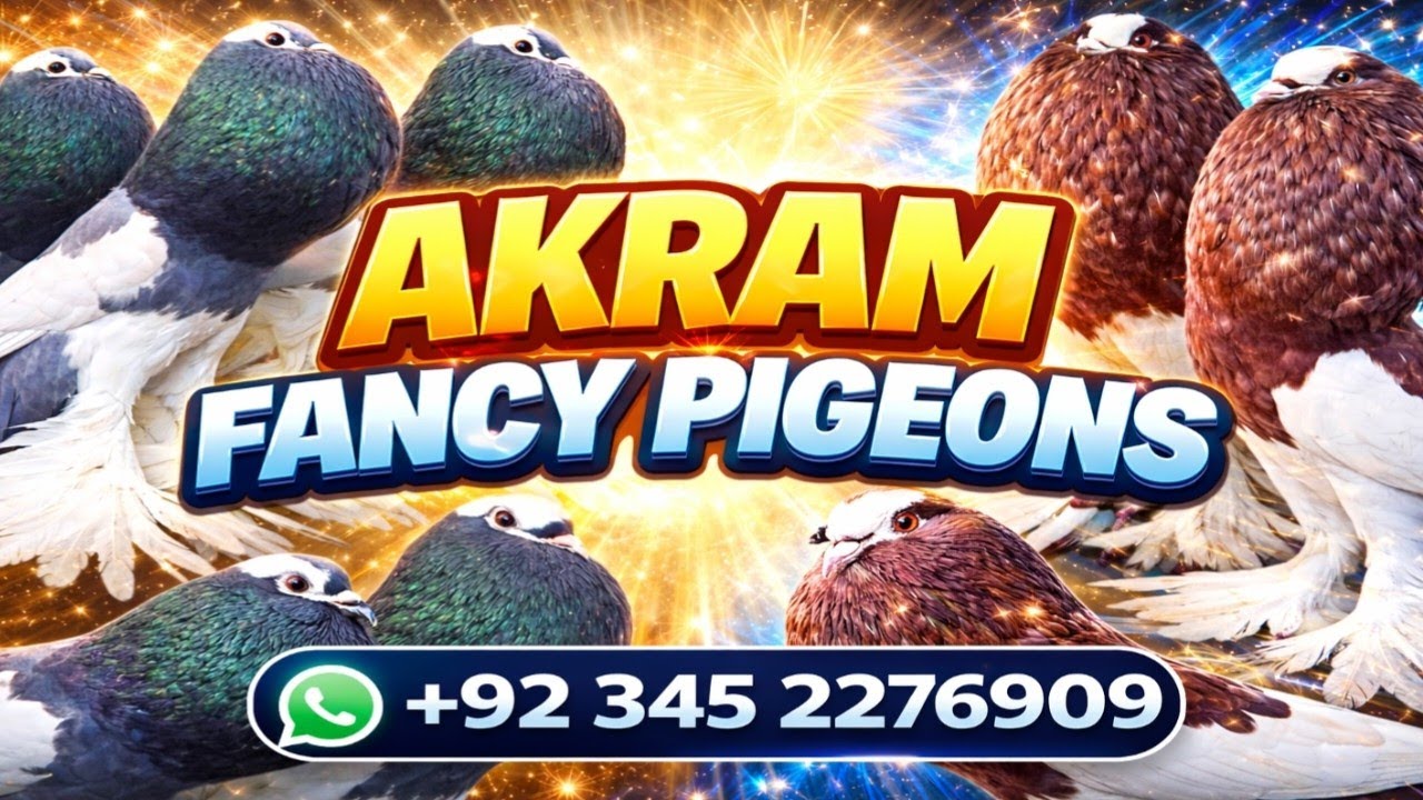 Fancy pigeons setup 🇵🇰🪽🕊️❤️💥🔥