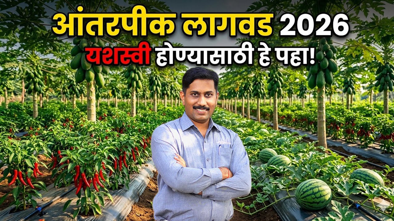 Papaya Chilli Watermelon एकत्र लागवड | मिश्र पीक शेती | फायदे व तोटे | आंतरपीक शेती | AgroStar