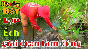 #138 Đặt Lợp Ếch Giai Đoạn Lúa Đón Đòng Cặp Bờ Đê || Học vlog || Catch frog
