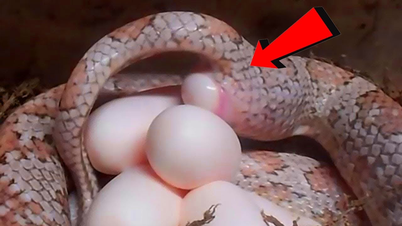 10من أغرب طرق وضع الحيوانات للبيض والتزاوج وحماية الصغار