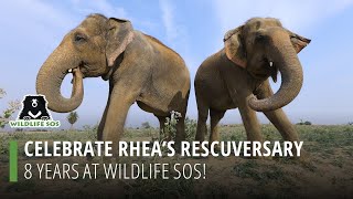 Celebrate Rhea's Rescuversary: 8 Years At Wildlife SOS! by Wildlife SOS 1,372 views 13 days ago 2 minutes, 14 seconds
