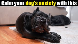 This will CALM your dog's anxiety #canecorso #dog by Jason Corey 4,074 views 2 months ago 11 minutes, 42 seconds