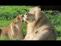 Loved up lions..