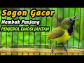 PANCINGAN SOGON GACOR NGKLEPER, SUARA BURUNG SOGON BIKIN NGAMUK SOGON TROTOL METALIK EMOSI #99