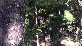 Asmr Deer Watching -