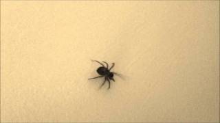 The Amazing Tap Dancing Spider