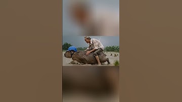 Capy dũng cảm cõng ông nội băng qua dòng nước lũ về nhà an toàn 🌊 - p2 #capybara #giaitri #thinhhanh