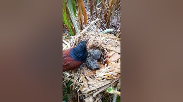 Greater Coucal birds Birds#BirdsOfInstagram#BirdLovers#WildBirds#PetBirds#BirdTok popular on TikTok3