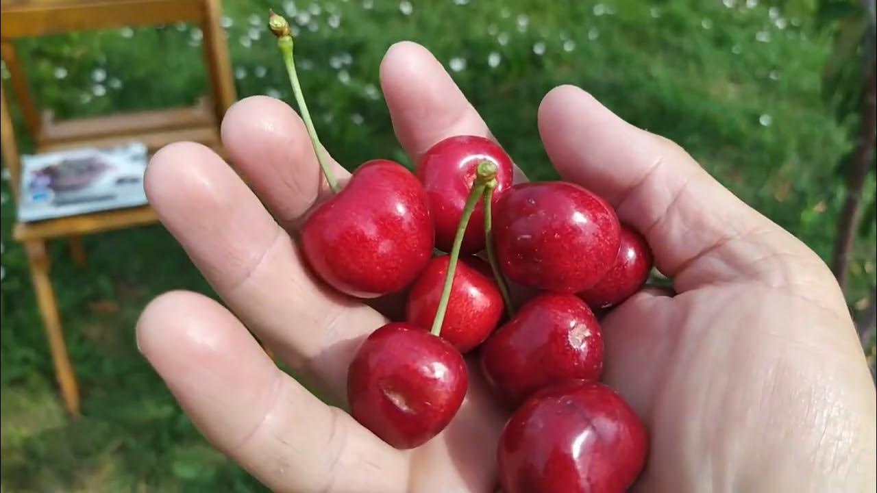 Черешня урожайность. Черешня саммит. Урожайность черешни сорта Лапинс. Черешня гостинец. Черешня саммит (2 года).