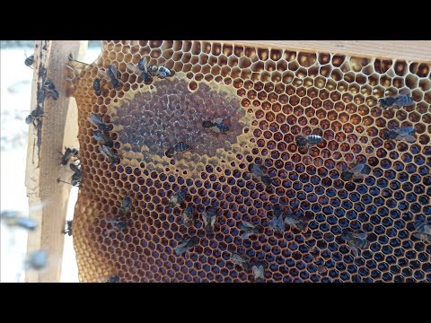 جني عسل أواخر الصيف بولاية سطيف الجزائرية