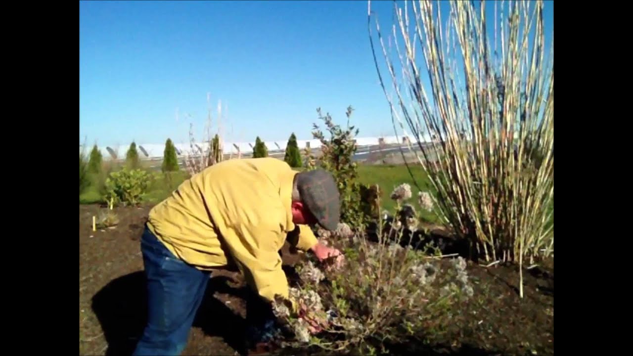 Time to prune shrubs and do yourself some good too!