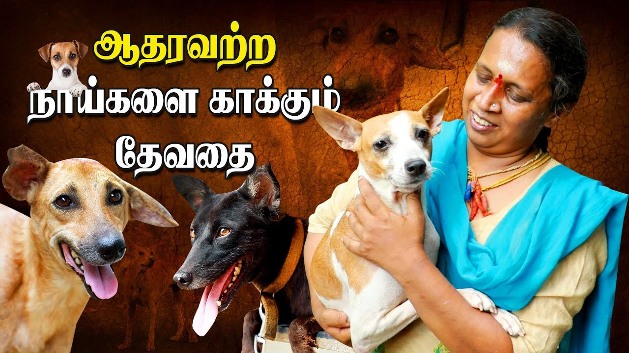 Animal Rescue | Chennai Woman Raises 40+ Street dogs | IBC - YouTube
